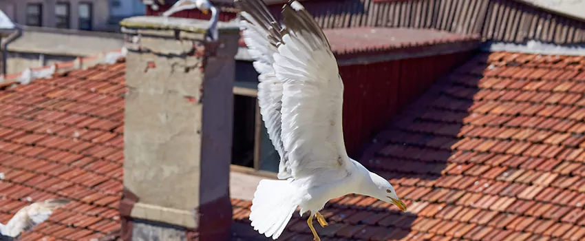Residential Chimney Animal Removal Solution in Stuart, FL