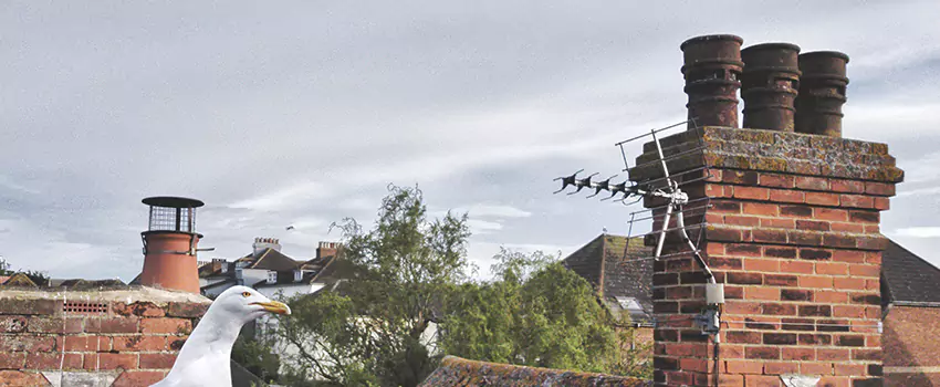 Chimney Cleaning And Restoration in Stuart, Florida